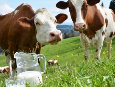 Inscrições para aquisições de sementes de aveia terminam amanhã